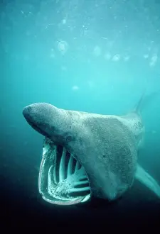 Douglas David Seifert: Basking SHARK - with mouth open