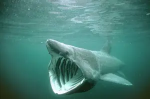 BASKING SHARK - MOUTH OPEN