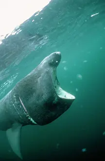 Douglas David Seifert: BASKING SHARK - MOUTH OPEN