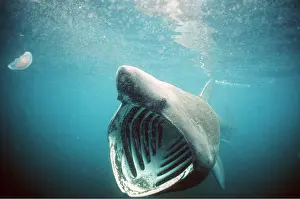 Basking: Basking SHARK - with mouth open
