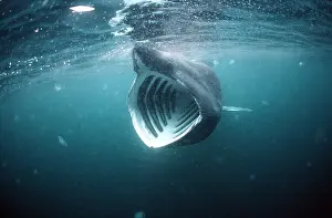 Basking: BASKING SHARK - MOUTH OPEN