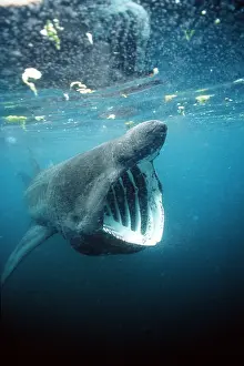 Sharks: BASKING SHARK - MOUTH OPEN