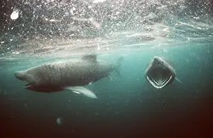 Basking: BASKING SHARK - pair