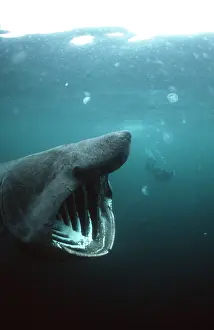 Bubbles: Basking Shark - and scuba diver