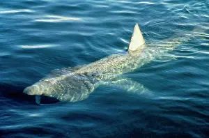 Cetorhinus: Basking Shark - AT SURFACE