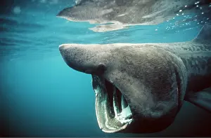 Basking: BASKING SHARK - SIDE VIEW