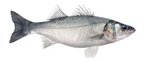 Dace: Bass / Sea-dace - in studio