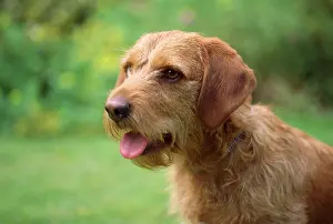 Fauve: Basset Fauve de Bretagne Dog