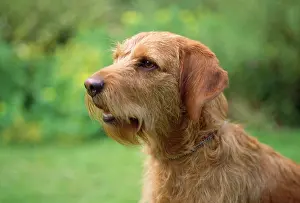 Fauve: Basset Fauve de Bretagne Dog
