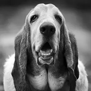 Basset: Basset head watching