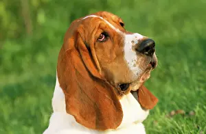Bassets: Basset Hound Dog