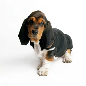 Sadness: Basset Hound Dog