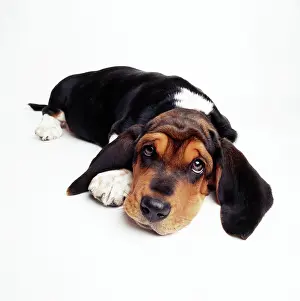 Bassets: Basset Hound Dog
