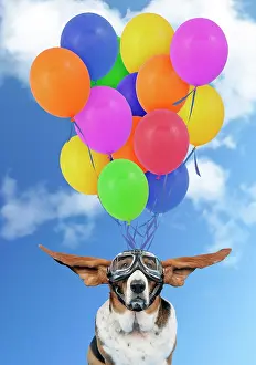 Goggles: Basset Hound Dog