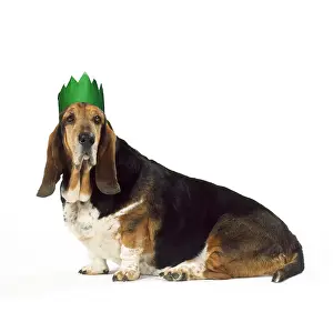 Copyspace: Basset Hound Dog