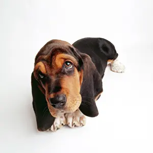 Worried: Basset Hound DOG - close-up