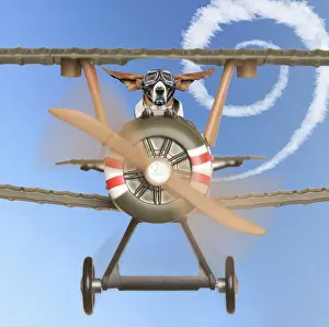 Aeroplane: Basset Hound Dog, flying aeroplane