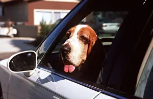 Vehicles: BASSET HOUND DOG - Head out of car window