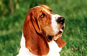 Thoughtful: BASSET-HOUND DOG HEAD PANTING