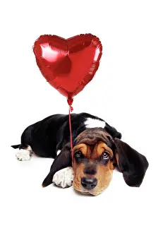 Mamals: Basset Hound Dog - with heart shaped balloon