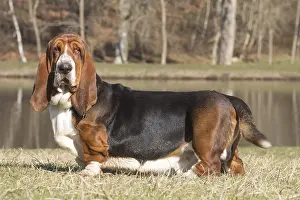 060819: Basset Hound dog outdoors