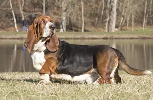 060819: Basset Hound dog outdoors