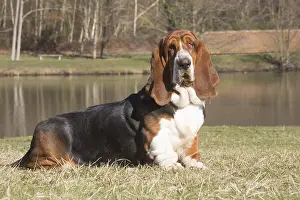 060819: Basset Hound dog outdoors