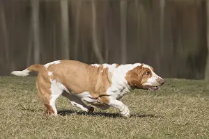 060819: Basset Hound dog outdoors
