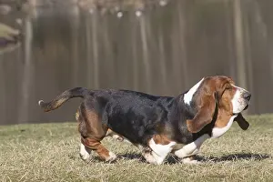 060819: Basset Hound dog outdoors