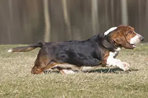 Basset: Basset Hound dog outdoors