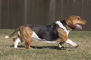 Basset: Basset Hound dog outdoors
