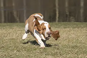 Basset: Basset Hound dog outdoors