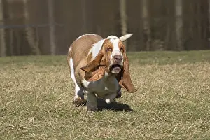 Basset: Basset Hound dog outdoors