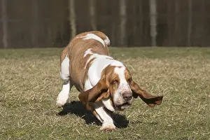 Basset: Basset Hound dog outdoors