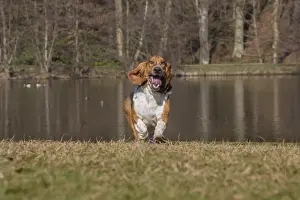 Basset: Basset Hound dog outdoors