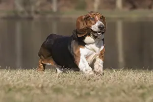 Basset: Basset Hound dog outdoors