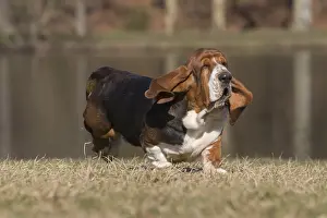 Basset: Basset Hound dog outdoors