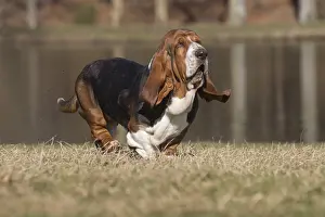 Basset: Basset Hound dog outdoors