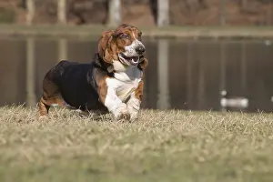 Basset: Basset Hound dog outdoors
