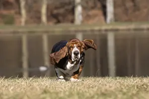Basset: Basset Hound dog outdoors