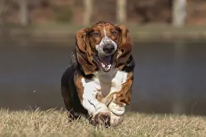 Basset: Basset Hound dog outdoors