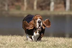 Basset: Basset Hound dog outdoors