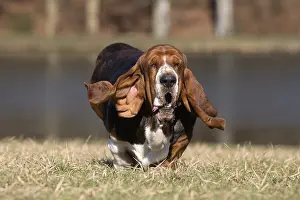 Basset: Basset Hound dog outdoors
