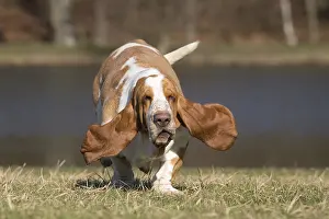 Basset: Basset Hound dog outdoors