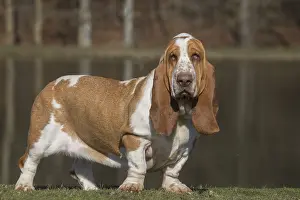 Basset: Basset Hound dog outdoors