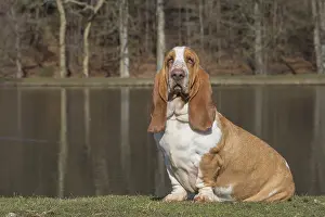 Basset: Basset Hound dog outdoors