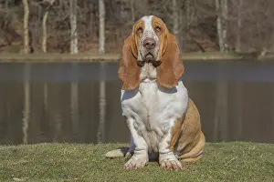 Basset: Basset Hound dog outdoors