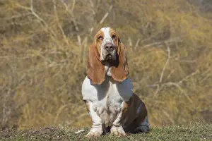 Basset: Basset Hound dog outdoors