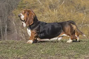 Basset: Basset Hound dog outdoors