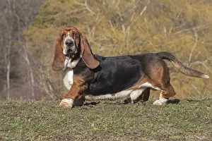 Basset: Basset Hound dog outdoors